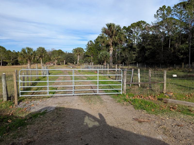 Gated two-track through cabbage palms, Astor, Florida