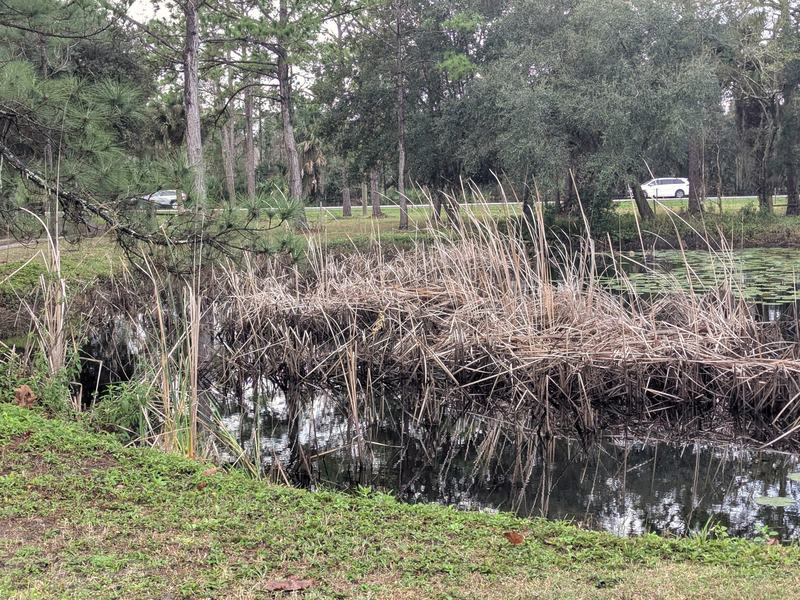 Pond bank and roadside frontage, Paisley, Florida