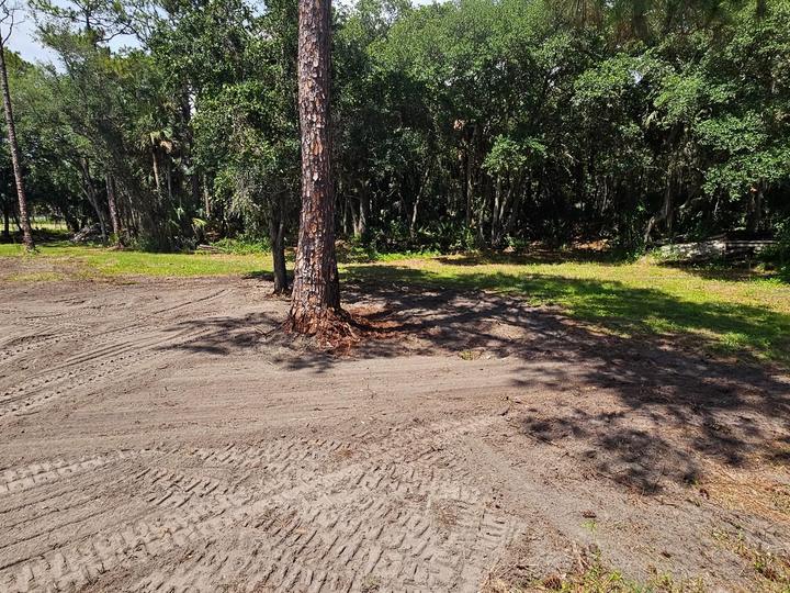 Selective clearing, oaks left standing, Central Florida