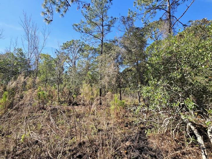 Land clearing, Central Florida