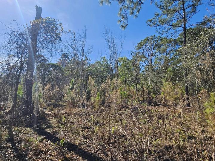 Debris and storm, Central Florida