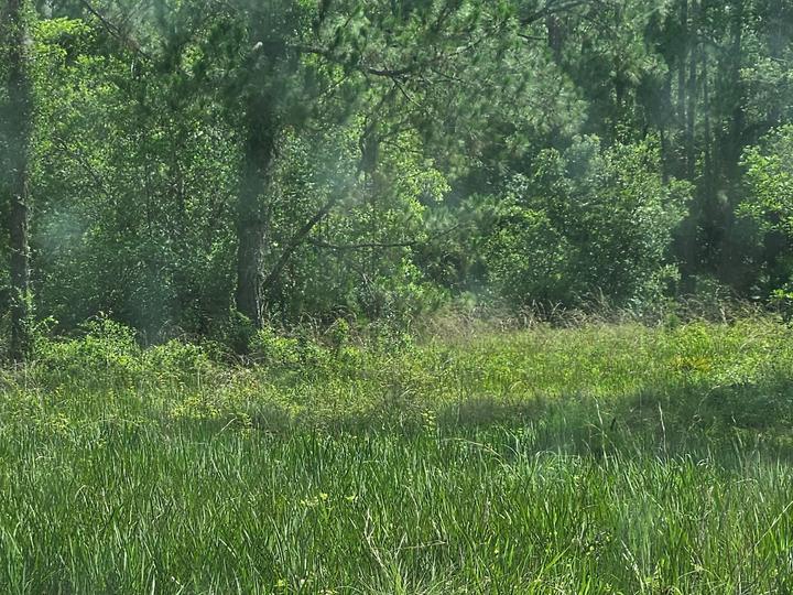 Land clearing, Central Florida