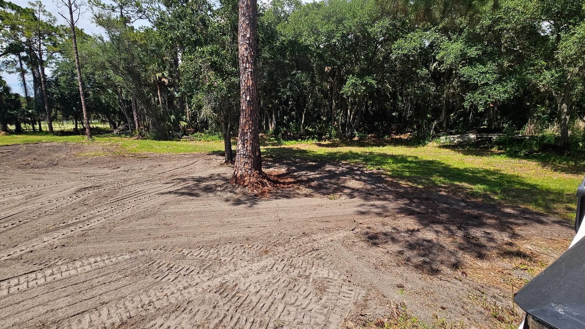 Selectively cleared ground running back under a canopy of live oaks